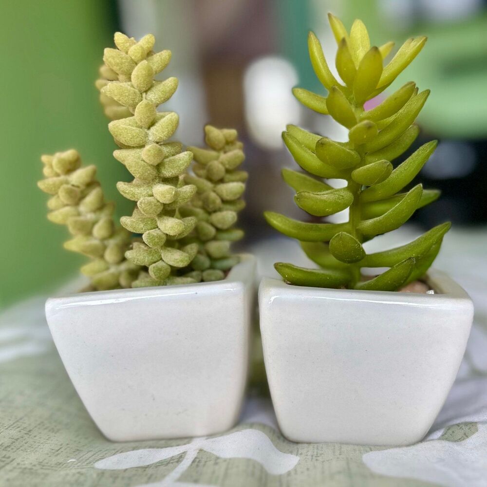 Unique Faux Succulent Desert Plants Potted Duo Home Decor Accents - Picture 5 of 6